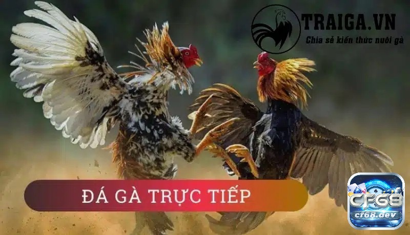 Tìm hiểu về đá ga trực tiếp 