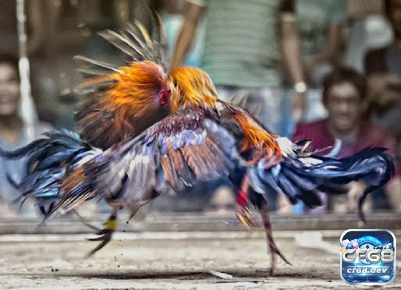 Luật chơi đá gà tre có cụ thể các kèo khác nhau được đưa ra ban đầu