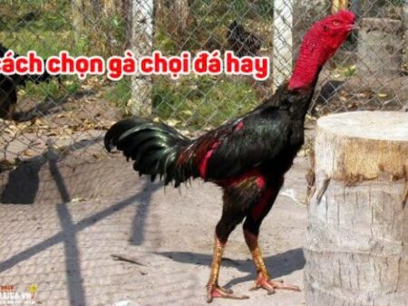 Cách chọn gà chọi hay: Bí kíp chọn gà cực hay từ các sư kê